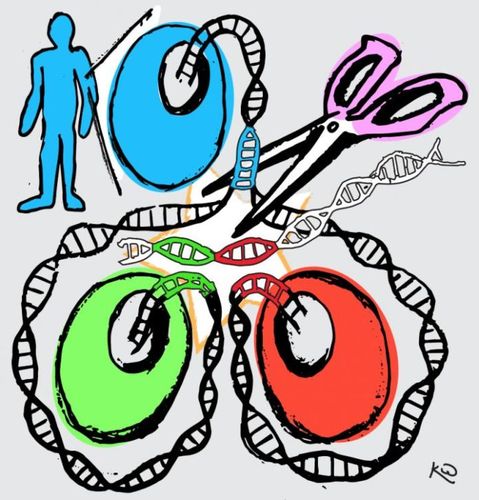 共享遗传信息的干细胞有助于人类疾病的研究.
