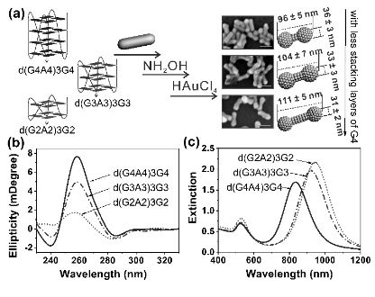 中科大梁好均 UIUC陆艺 Angew Chem 用 DNA 编码的等离子金纳米粒子识别和区分拓扑 G 四链体结构