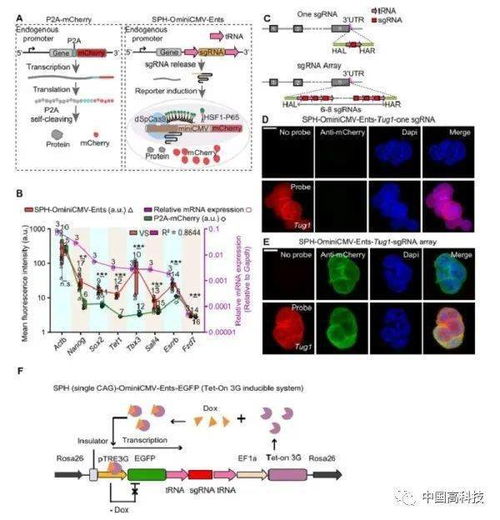 前沿科技 中科院科学家合作在关于基因表达动态示踪的新技术研究中获进展