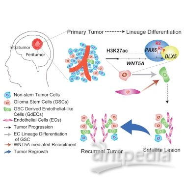 cell 基因wnt5a调节胶质瘤干细胞分化为内皮细胞样细胞
